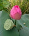 How to Grow a Lotus from Seed