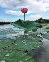 How to Grow a Lotus from Seed