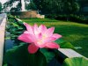 How to Grow a Lotus from Seed