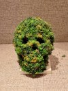 Moss skeleton