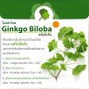 Ava Ginkgo Extract 