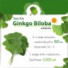 Ginkgo Extract