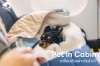Pet in Cabin เตรียมตัวอย่างไร