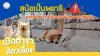 สุนัขเป็นพยาธิ อาการ สุนัขเป็นพยาธิ อาการ