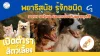พยาธิสุนัข พยาธิสุนัข