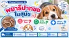 อาการพยาธิปากขอในสุนัข