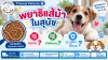 อาการพยาธิแส้ม้าสุนัข