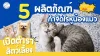 5 ยากำจัดไรหูแมว
