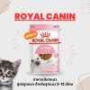 Royal Canin Kitten Gravy | อาหารเปียกสำหรับลูกแมว อายุ 2-12 เดือน (85 กรัม)