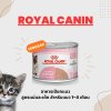 Royal Canin BabyCat | อาหารเปียกสำหรับแม่และลูกแมว อายุ 1-4 เดือน (195 กรัม)