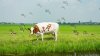 A Healthier Herd, A Healthier Planet: Reducing Greenhouse Gases in Dairy Farming A Healthier Herd, A Healthier Planet: Reducing Greenhouse Gases in Dairy Farming