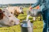 5 Tips for Dairy Raw Milk Quality Improvement 5 Tips for Dairy Raw Milk Quality Improvement