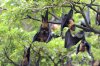 ไวรัสนิปาห์ (Nipah Virus) คืออะไร? รู้ทันอาการ การติดต่อ และวิธีป้องกัน