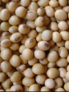 ถั่วเหลืองไทย พันธุ์เชียงใหม่ 60 (Thai Soybean – Chiang Mai 60)