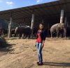 History of Chokchai Elephant Camp Chiangmai 