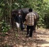 History of Chokchai Elephant Camp Chiangmai 