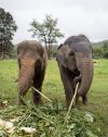 Visiting Elephants at Chokchai Elephant Camp