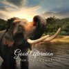 Chokchai Elephant Camp. Chokchai Elephant Camp.