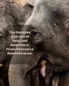 Did you know that elephants are not only majestic Did you know that elephants are not only majestic