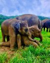 Chokchai and San-dee: Two majestic souls, forever bonded by friendship. Chokchai and San-dee: Two majestic souls, forever bonded by friendship.