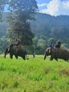 Visiting Elephants at Chokchai Elephant Camp