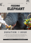 Feeding Elephant