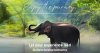 Join us in celebrating the wonders of nature as we feed these gentle giants! Join us in celebrating the wonders of nature as we feed these gentle giants!