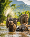 Where Thailand’s Gentle Giants Come Out to Play!