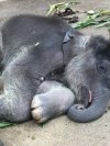 Welcome Baby Nappa – Newborn Elephant at Chokchai Camp Welcome Baby Nappa – Newborn Elephant at Chokchai Camp