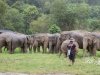 Visiting Elephants at Chokchai Elephant Camp