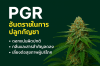 PGR อันตรายในการปลูกกัญชา: ชนิด ผลลัพธ์ และผลเสีย PGR อันตรายในการปลูกกัญชา: ชนิด ผลลัพธ์ และผลเสีย