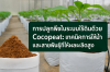 การปลูกกัญชาในระบบไร้ดินด้วย Cocopeat: เทคนิคการให้น้ำและสายพันธุ์ที่ให้ผลผลิตสูง การปลูกกัญชาในระบบไร้ดินด้วย Cocopeat: เทคนิคการให้น้ำและสายพันธุ์ที่ให้ผลผลิตสูง