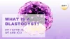 What is a Blastocyst