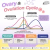 ovulation