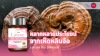 Lingzhi_YMC_TCY Lingzhi_YMC_TCY