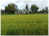 สารอาหารพืช (Plant Nutrient) คืออะไร?