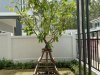 12R0499 This house for rent 3 bedroom 2 bathroom 70,000/month at thalang have fully furnished