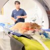 CT Scan สุนัข แมว  ปทุมธานี รังสิต