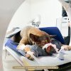 CT Scan สุนัข แมว  ปทุมธานี รังสิต