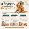 “คันไม่หยุด • เลียเท้า • หูอักเสบซ้ำ” 3 สัญญาณที่อาจบอกว่า น้องหมากำลังมีปัญหา “ภูมิแพ้”