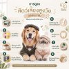 เมื่อสัตว์เลี้ยงเริ่มเข้าสู่วัยสูงอายุ การดูแลอย่างใส่ใจและเหมาะสมจะช่วยให้เขามีสุขภาพแข็งแรง ใช้ชีวิตได้อย่างมีความสุขในทุกวัน เมื่อสัตว์เลี้ยงเริ่มเข้าสู่วัยสูงอายุ การดูแลอย่างใส่ใจและเหมาะสมจะช่วยให้เขามีสุขภาพแข็งแรง ใช้ชีวิตได้อย่างมีความสุขในทุกวัน