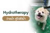 Hydrotherapy, ว่ายน้ำสุนัข, ลู่วิ่งใต้น้ำ, กายภาพสัตว์เลี้ยง, ฟื้นฟูสัตว์เลี้ยง, ธาราบำบัดสัตว์เลี้ยง, ฟื้นฟูสุนัขหลังผ่าตัด, ฟื้นฟูแมวหลังผ่าตัด, กายภาพสุนัข, กายภาพแมว, ลู่วิ่งใต้น้ำสุนัข, ฟื้นฟูการเดินสัตว์เลี้ยง, รักษาข้อเสื่อมสุนัข, หมอนรองกระดูกทับเ Hydrotherapy, ว่ายน้ำสุนัข, ลู่วิ่งใต้น้ำ, กายภาพสัตว์เลี้ยง, ฟื้นฟูสัตว์เลี้ยง, ธาราบำบัดสัตว์เลี้ยง, ฟื้นฟูสุนัขหลังผ่าตัด, ฟื้นฟูแมวหลังผ่าตัด, กายภาพสุนัข, กายภาพแมว, ลู่วิ่งใต้น้ำสุนัข, ฟื้นฟูการเดินสัตว์เลี้ยง, รักษาข้อเสื่อมสุนัข, หมอนรองกระดูกทับเ