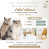 ทำหมันแมว รังสิต ปทุมธานี โรงพยาบาลสัตว์ใกล้ฉัน