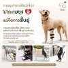 กายอุปกรณ์สัตว์เลี้ยง, กายภาพสัตว์เลี้ยง, กายภาพบำบัดสัตว์เลี้ยง, PetRehabilitation, PetOrthotics, PetPhysicalTherapy, DogRehab, CatRehab, ฟื้นฟูสัตว์เลี้ยง, ฟื้นฟูการเดินสัตว์เลี้ยง, สุนัขเดินกะเผลก, แมวเดินกะเผลก, ข้อเสื่อมสุนัข, ข้อเสื่อมแมว, สุนัขลุกย กายอุปกรณ์สัตว์เลี้ยง, กายภาพสัตว์เลี้ยง, กายภาพบำบัดสัตว์เลี้ยง, PetRehabilitation, PetOrthotics, PetPhysicalTherapy, DogRehab, CatRehab, ฟื้นฟูสัตว์เลี้ยง, ฟื้นฟูการเดินสัตว์เลี้ยง, สุนัขเดินกะเผลก, แมวเดินกะเผลก, ข้อเสื่อมสุนัข, ข้อเสื่อมแมว, สุนัขลุกย