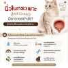 2026.07.26 วันอาทิตย์ 14:26 Anuta นิ่วในแมว, แมวเป็นนิ่ว, แมวฉี่ไม่ออก, แมวปัสสาวะเป็นเลือด, โรคแมว, ทางเดินปัสสาวะแมว, สุขภาพแมว, โรงพยาบาลสัตว์, สัตวแพทย์, PKAHรังสิต 2026.07.26 วันอาทิตย์ 14:26 Anuta นิ่วในแมว, แมวเป็นนิ่ว, แมวฉี่ไม่ออก, แมวปัสสาวะเป็นเลือด, โรคแมว, ทางเดินปัสสาวะแมว, สุขภาพแมว, โรงพยาบาลสัตว์, สัตวแพทย์, PKAHรังสิต