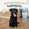 ผ่าตัดมดลูกอักเสบในสุนัข ปทุมธานี ผ่าตัดมดลูกอักเสบในสุนัข ปทุมธานี