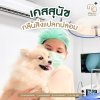 สุนัขกลืนสิ่งแปลกปลอม, ผ่าตัดสุนัข, สิ่งแปลกปลอมในกระเพาะอาหาร, ผ่าตัดสัตว์เลี้ยง, โรงพยาบาลสัตว์, PKAHRangsit, ศูนย์การสัตวแพทย์PKAHรังสิต, DogForeignBody, PetSurgery, สัตวแพทย์, สุนัขอาเจียน, ลำไส้อุดตันสุนัข, EmergencyPetCare