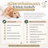 สุนัขขาหลังอ่อนแรง เดินกะเผลก เกิดจากอะไร? | PKAH รังสิต