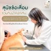 PKAHรังสิต, ลู่วิ่งใต้น้ำ, กายภาพบำบัดสัตว์เลี้ยง, ข้อเสื่อมในสุนัข, สุนัขน้ำหนักเกิน, เดินสายพานใต้น้ำ, ลู่วิ่งสายพานใต้น้ำสัตว์เลี้ยง, ธาราบำบัดสุนัข, ธาราบำบัดแมว, กายภาพบำบัดสัตว์เลี้ยงใต้น้ำ, ฟื้นฟูข้อต่อสัตว์เลี้ยงน้ำ,  สุนัขเดินลำบาก, สุนัขลุกยาก, 