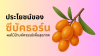 ซีบัคธอร์น ผลไม้ป่ามหัศจรรย์เพื่อสุขภาพ ซีบัคธอร์น ผลไม้ป่ามหัศจรรย์เพื่อสุขภาพ